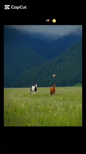 Explore the Joy of Horse Riding for Beginners