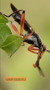 Robber fly#phonegraphy #vidiomacro #robberfly #serangga #binatang