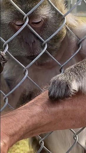 monkeys enjoy grooming