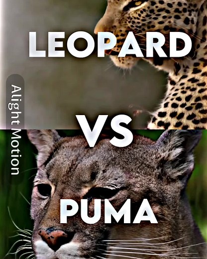 Puma vs Leopard: Ultimate Animal Comparison