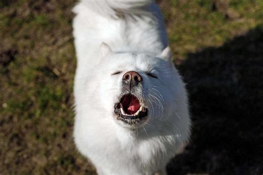 'Singing' dogs may show the evolutionary roots of musicality