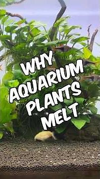 Why Aquarium Plants Melt! - Stop Aquatic Plant Melt In Your Planted Tank!