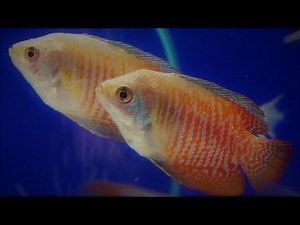 Dwarf gourami best tank mates - what fish can you have with dwarf gourami