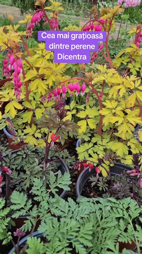 ❤️ Cea mai grațioasă perenă - Dicentra. ▶️ Descoperă cele 4 varietăți disponibile în site florapris.ro și adu grația în grădina ta de umbră! #flori #plante #gradina #primavara #umbra