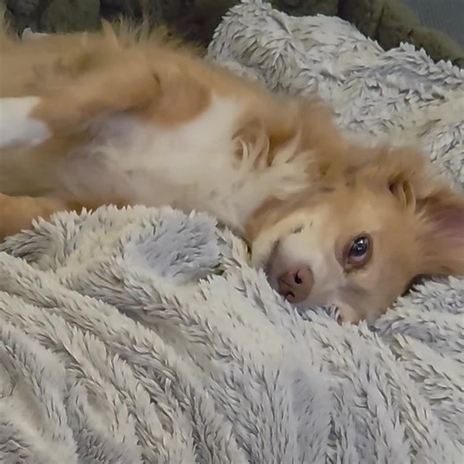 Adorable Luna the Bear Cuddles Up