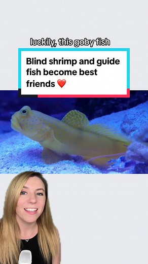 This little shrimp needs a friend, and he has a lot to offer! 🦐 Luckily, a goby fish nearby also needs a friend - and someone to make a home for him. He’s happy to work as a guide fish and guard in return ❤️ This symbiotic relationship is seen between pistol shrimp and goby fish all the time! 📸 Jay83Pee / LoveNature #shrimp #shrimptok #goby #marinelife #oceanlife #goodnews