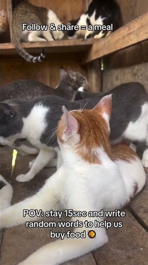 pleas help my cats we have not received any donation please help it's hard nowadays but you can help