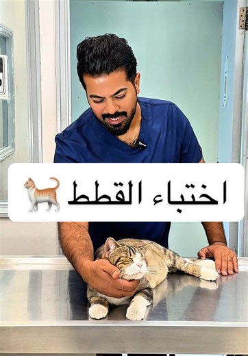 أسباب اختباء القطط المفاجئ وطرق التعامل معها
