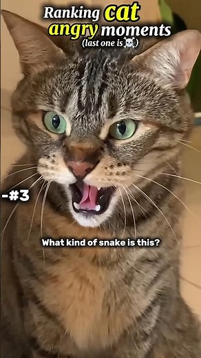 Ranking the Angriest Cat Moments Ever 😾 | Cat Rage Levels