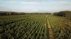 Meet one of our Farmer Christmases.. Tyler, a Christmas Tree farmer from Inverness-shire. Watch as he shows us how Christmas Trees are harvested and learn how to keep your tree fresher for longer! #Christmas #MakeGoodThingsHappen #FarmerChristmas | Morrisons