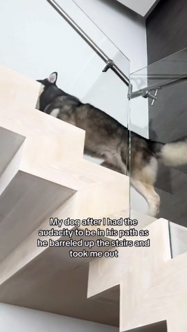 When I Dare to Stand in My Dog’s Path and Get Taken Out