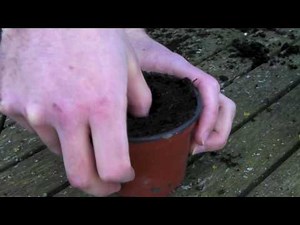Planting Runner Bean seeds