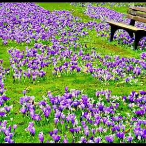 1.1K views · 45 reactions | Good morning Good afternoon Good evening dear friends | Flowers my Inspiration | Facebook