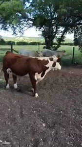 5.4K views · 26 reactions | Another video of Polled Hereford bull for sale. | Holloway Show Cattle | Facebook