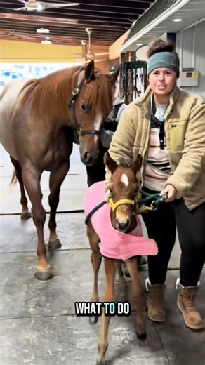 Musical Stalls!🐴 | Katie Van Slyke
