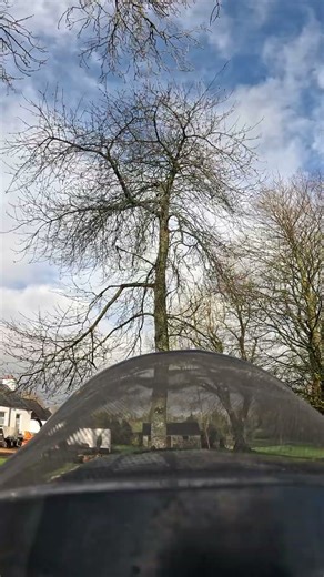 Scott tries a throw line #stihl #tree #chainsaw #arborist