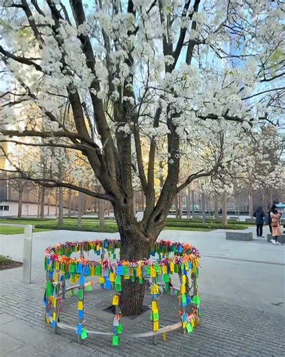 The Survivor Tree is in full bloom at the 9/11 Memorial in Lower Manhattan, New York City
