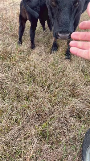 #alabama #huntingcamp #cows