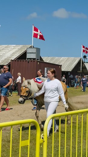 VK Denmark 🇩🇰 on Instagram: "It’s Denmark babe 🇩🇰👊🖐️ #india #haryana #denmark #europe #canada #instagood #newreel #explore"