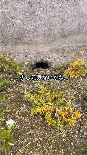 芝桜の地植え4週間経過