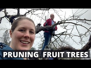 PRUNING MATURE FRUIT TREES
