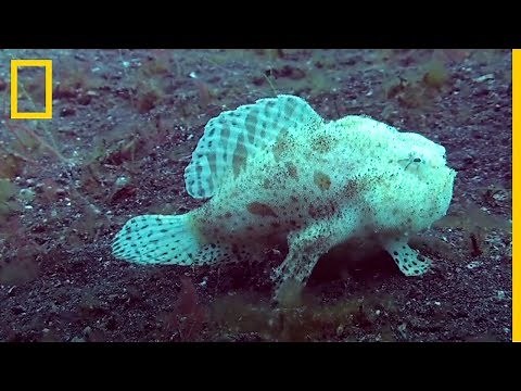¡Increíble! Este pez camina sobre el FONDO del MAR | National Geographic en Español