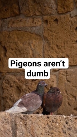 The Secret Intelligence of Pigeons!