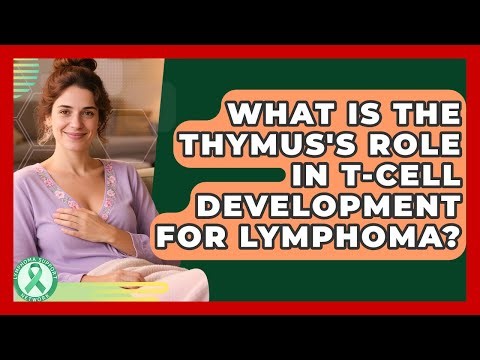 What Is The Thymus's Role In T-cell Development For Lymphoma? - Lymphoma Support Network