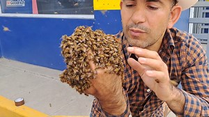 2.2M views · 55K reactions | abejas asesinas | killer bees | honey bees | not the bees | queen bee abeja reina bees swarm attack Bees Herald #beesherald | Bees Herald | Facebook