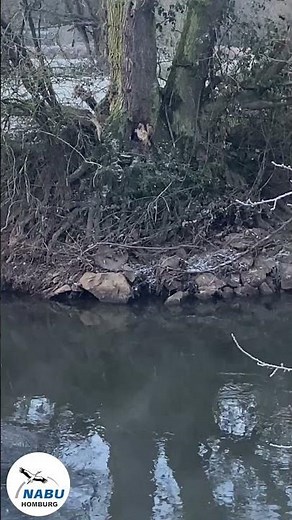 Die Biberrutsche im Fokus der Wildkamera