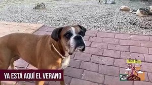 10K views · 498 reactions | Hace calor... mucho calor... | Carlos Rodríguez | Facebook