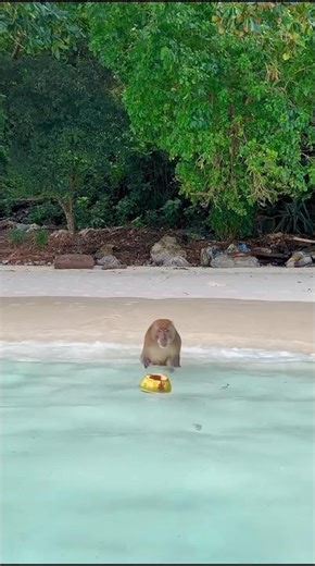 Monkeys Trained to Harvest Coconuts 🤯