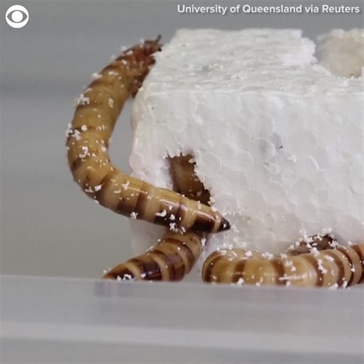 7.4K views | "SUPERWORMS:" Check out these bugs that could change the future of plastic recycling -- one nibble of trash at a time. | CBS Newspath | Facebook