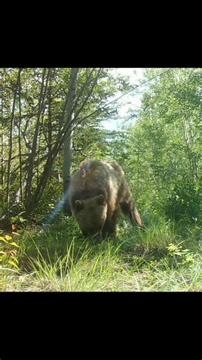 Grizzly in the Backyard #yukonwildlife