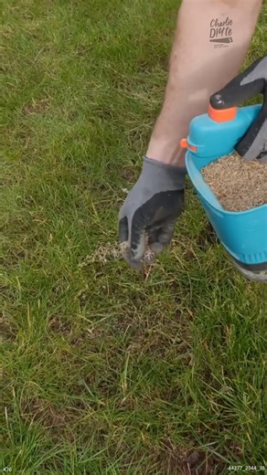 8K views | Tacking Care of My Lawn #LawnCare #HealthyLawn #LawnMaintenance | Charlie DIYte | Facebook