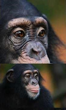 Chimpanzee #monkey #animals #wildlife #london #europe #africa #usa #asia #chimpanzee