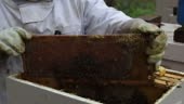 Beekeepers harvesting honey on a bee farm in Tiskilwa, IL, U.S. on...