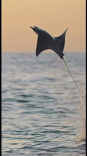 Manta Rays – The Angels of the Ocean | Gentle Giants Underwater