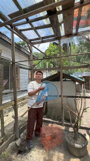 6.7M views · 62K reactions | GAWAT!! Burung lovebird kabur dari aviary mini FARM ZUPARDI.. Avairy mininya sudah tua dan mulai rusak, mungkin sudah saatnya untuk kita ganti | Ahmad Zupardi | Facebook