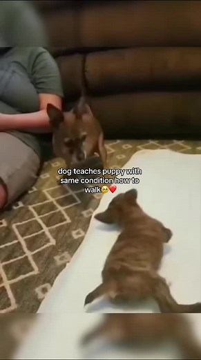 Teaching Dogs: Puppy Training and Wholesome Moments