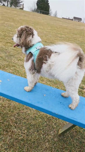 More Stuff #chewie #puppy #cuteanimal #dogslife #cute #pomapoo