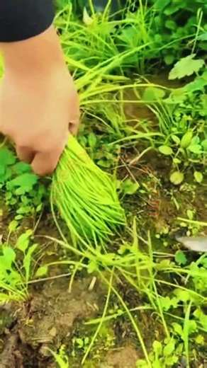 Fastest Grass Cutter in the World? 🌾⚡ #LabeeqAgriFarm #SatisfyingWork #FarmingSkills