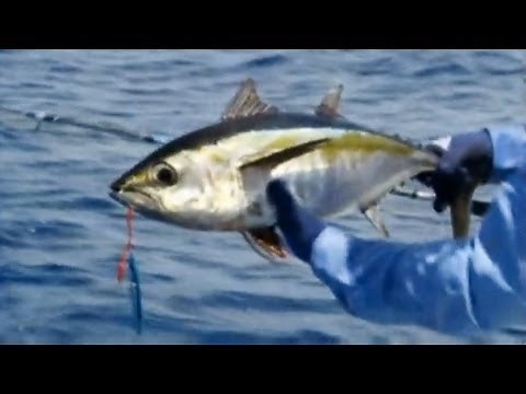 How to Catch Tuna using Butterfly Jigs