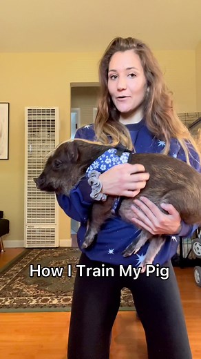 Pig Training Techniques for Your Smart Pig