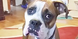 Boxer Dog Is Upset She Can’t Go On The Couch, Is Still Ridiculously Cute