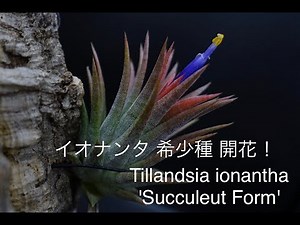 ティランジア イオナンタ サキュレントフォーム（多肉イオナンタ）が開花