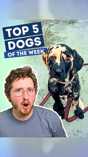 Top 5 Dogs of the Week – Unmissable Highlights!