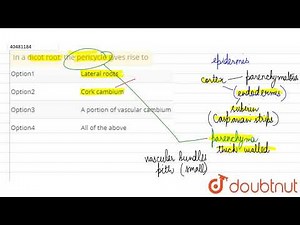 In a dicot root, the pericycle gives rise to