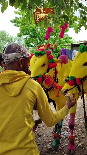 खिल्लार बैल | महाराष्ट्रातील अस्सल खिल्लार बैलांचे व्हिडिओ | Khillar Bull Maharashtra