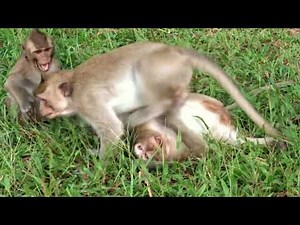 Mating monkey video 2017 Amazing Monkey mating like a human! wow! wow!